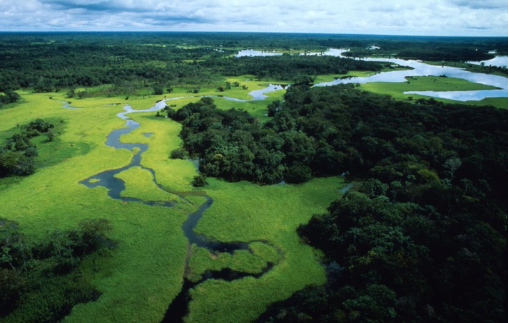 Aerial view of flooded forest during rainy season with floating plants, Rio Negro Forest Reserve, Amazonas, Brazil